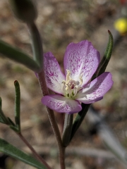 Clarkia cylindrica