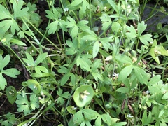 Ranunculus hebecarpus
