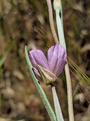 Clarkia cylindrica