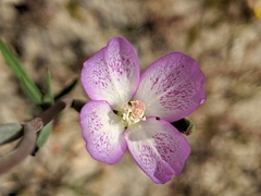 Clarkia cylindrica