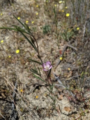 Clarkia cylindrica