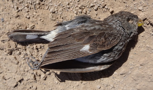 Band-tailed Seedeater (Catamenia analis), photo 5