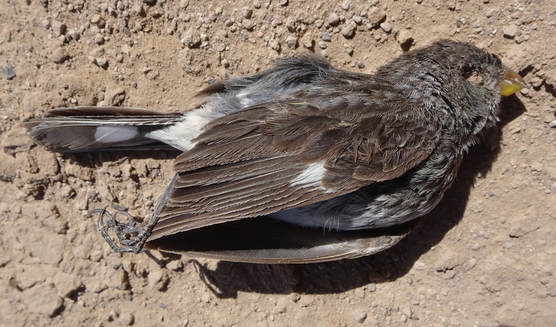Band-tailed Seedeater illustration