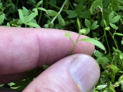 Ranunculus hebecarpus
