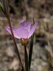 Clarkia cylindrica