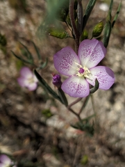 Clarkia cylindrica