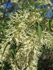 Fraxinus cuspidata