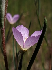 Clarkia cylindrica