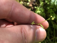 Ranunculus hebecarpus