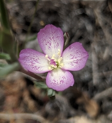 Clarkia cylindrica
