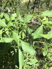 Fraxinus cuspidata