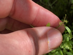 Ranunculus hebecarpus