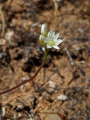 Allium lacunosum micranthum