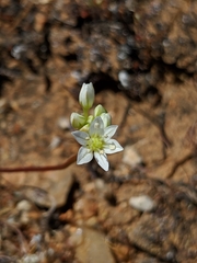Allium lacunosum micranthum
