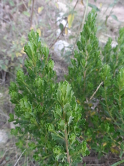 Baccharis tola