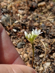 Allium lacunosum micranthum
