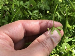 Ranunculus hebecarpus