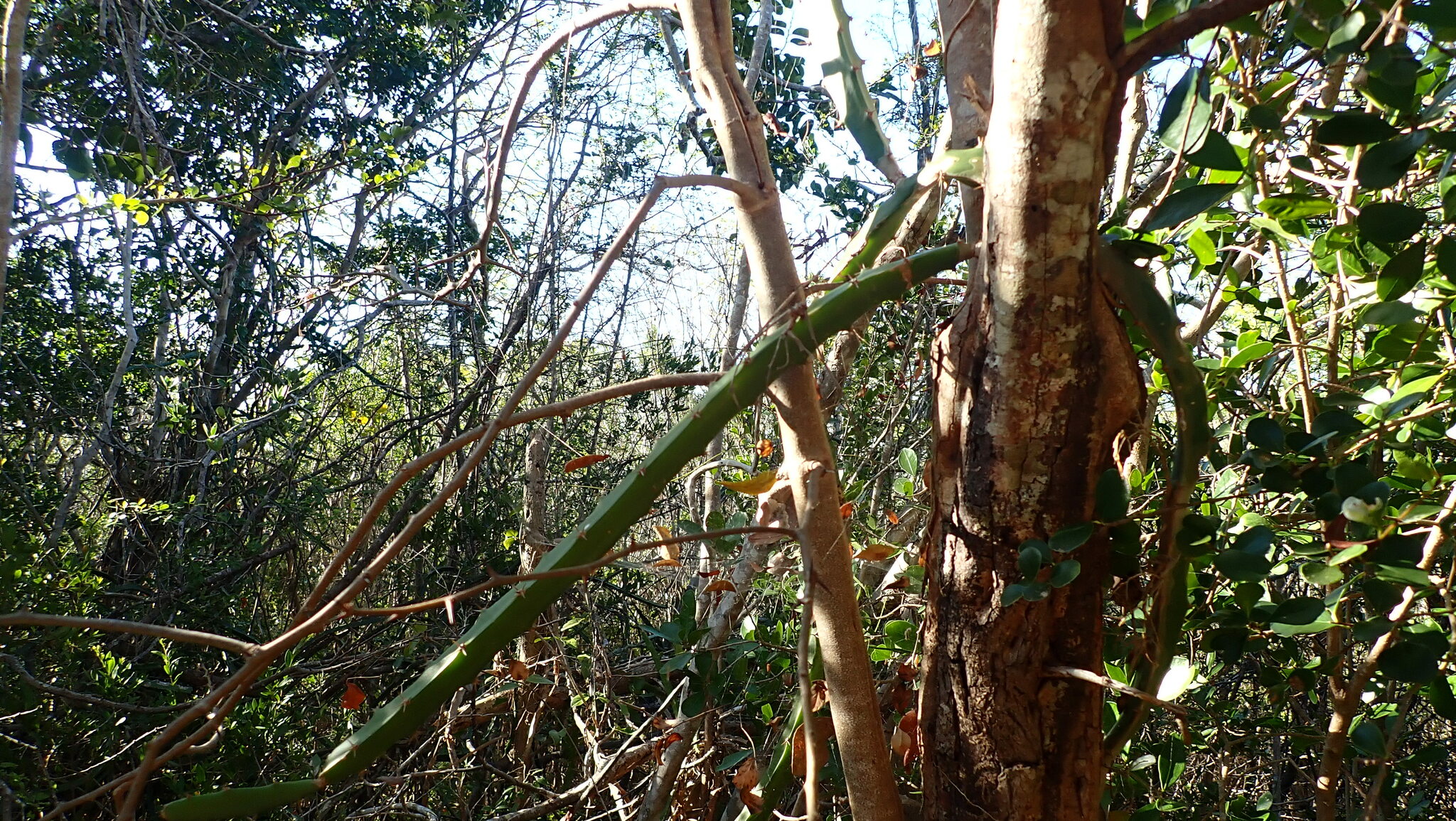 Imagem de Pitaya