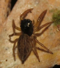 Kalcerrytus