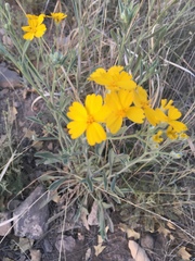 Psilostrophe tagetina