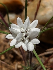 Calycadenia villosa