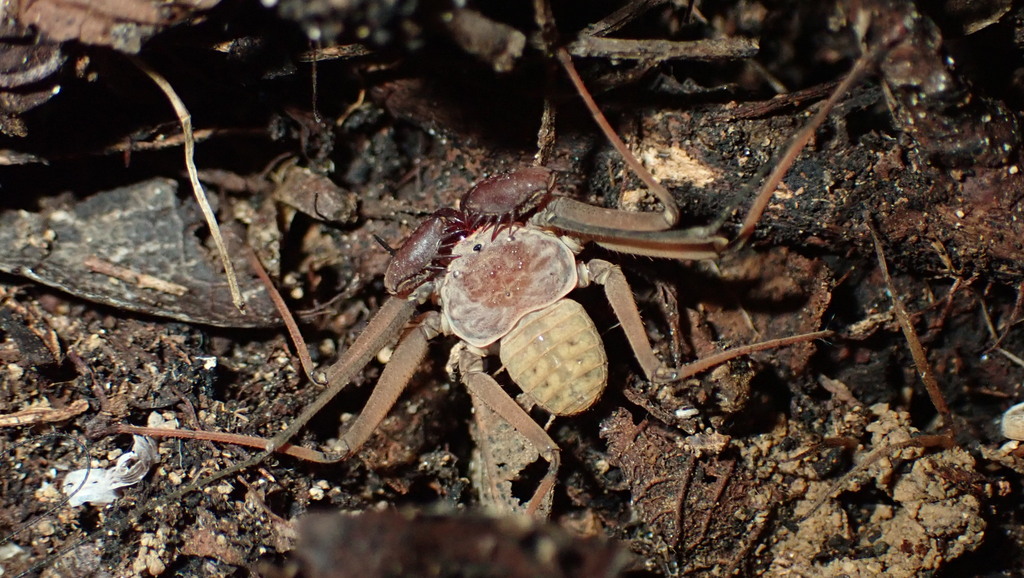Phrynus alejandroi
