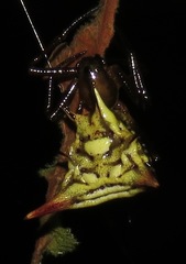 Micrathena acuta