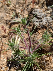 Calycadenia villosa