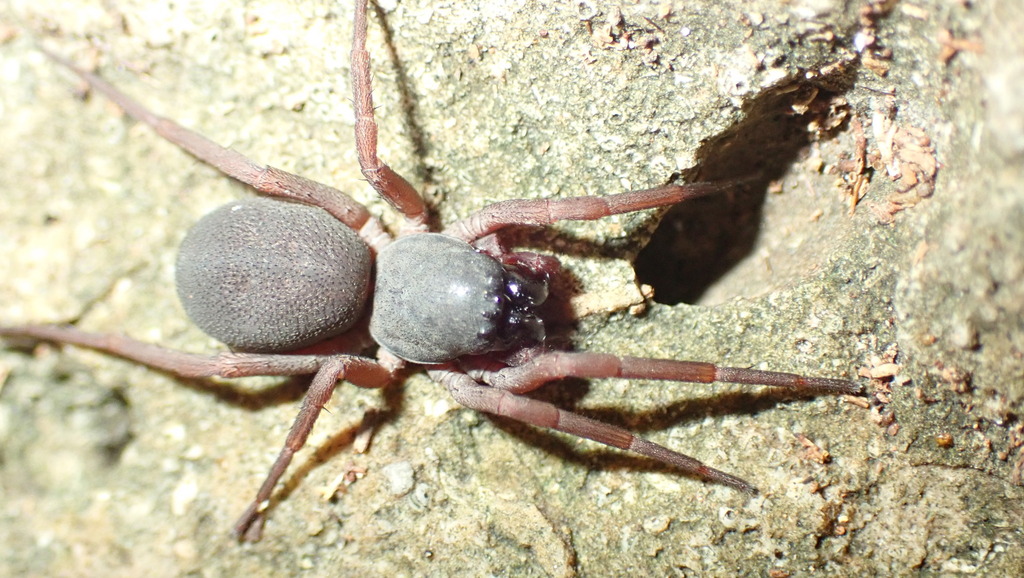 Abapeba guanicae