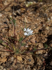 Calycadenia villosa