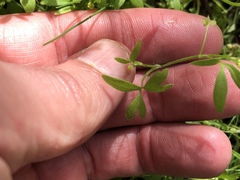 Ranunculus hebecarpus