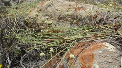 Asteriscium chilense