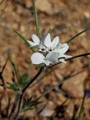 Calycadenia villosa