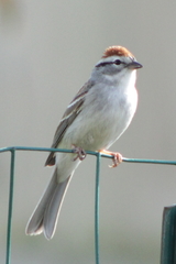 Spizella passerina