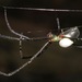 Leucauge behemoth - Photo (c) Rich Hoyer, some rights reserved (CC BY-NC-SA), uploaded by Rich Hoyer