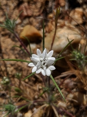 Calycadenia villosa