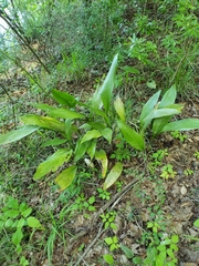 Aspidistra elatior
