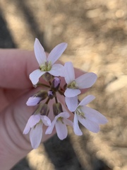 Cardamine douglassii