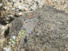 Polyommatinae