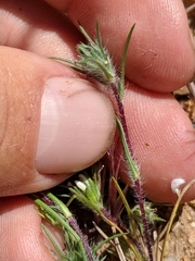 Calycadenia villosa