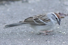 Spizella passerina
