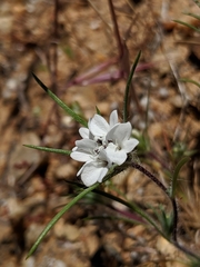 Calycadenia villosa