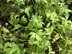 Ranunculus hebecarpus