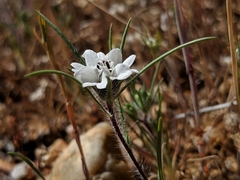 Calycadenia villosa