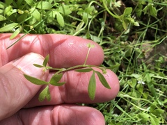 Ranunculus hebecarpus