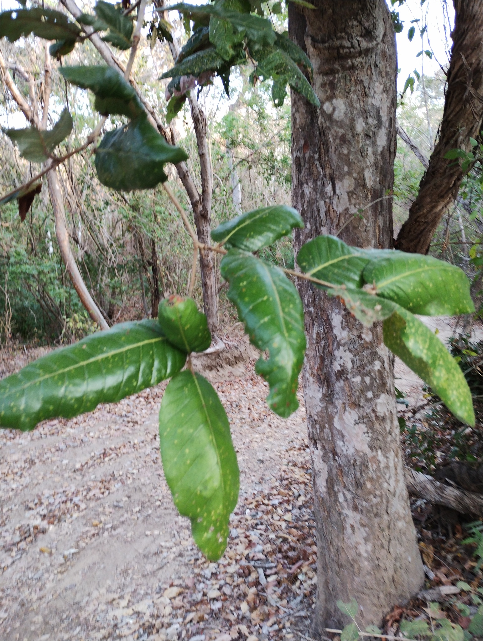 Imagem de Microdesmia arborea