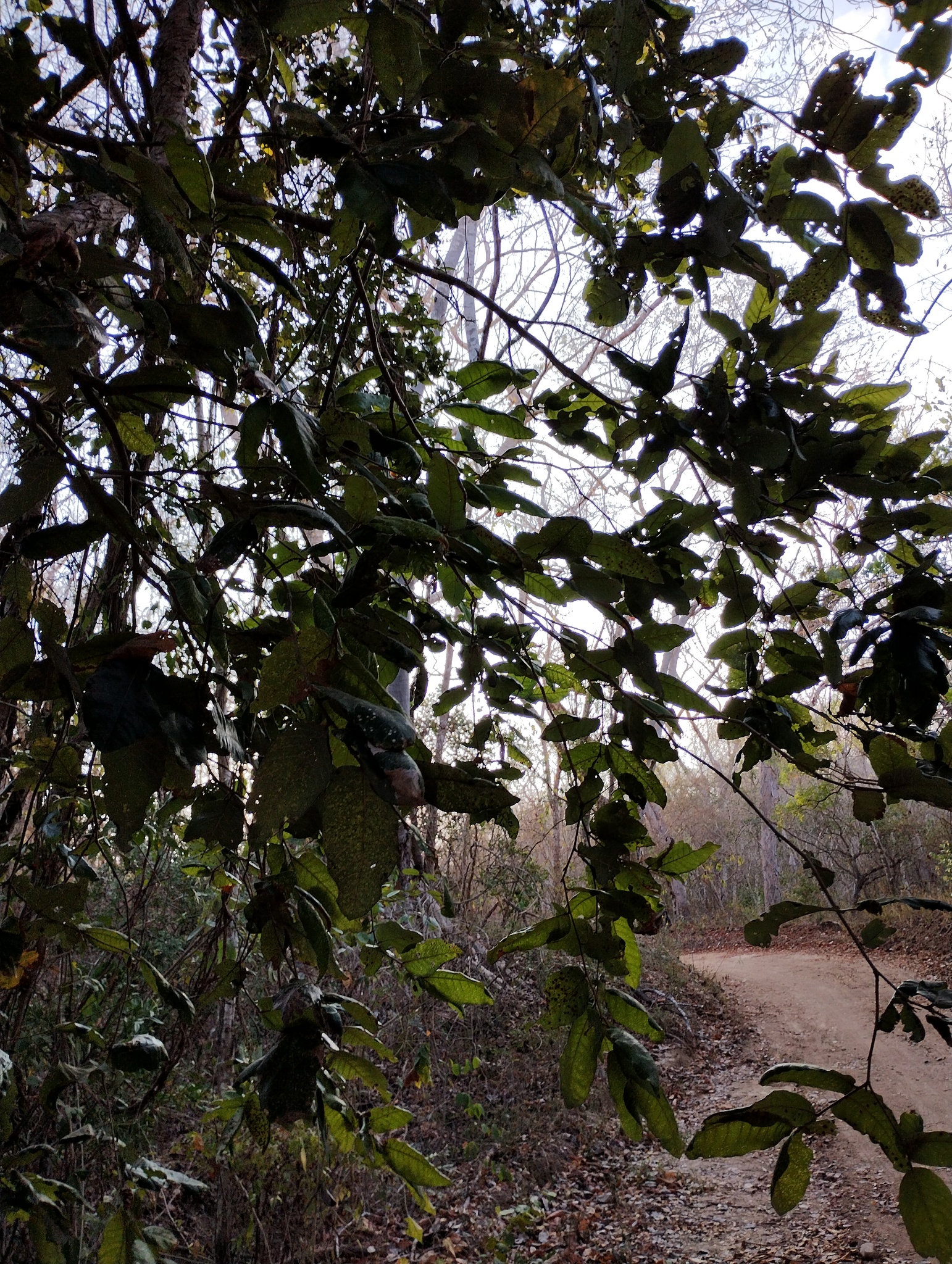 Imagem de Microdesmia arborea