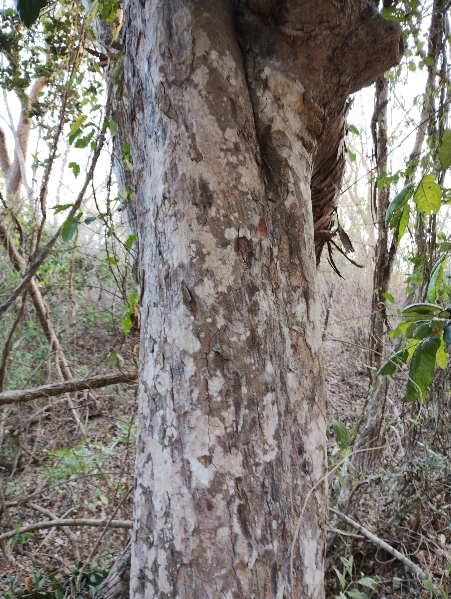 Imagem de Microdesmia arborea