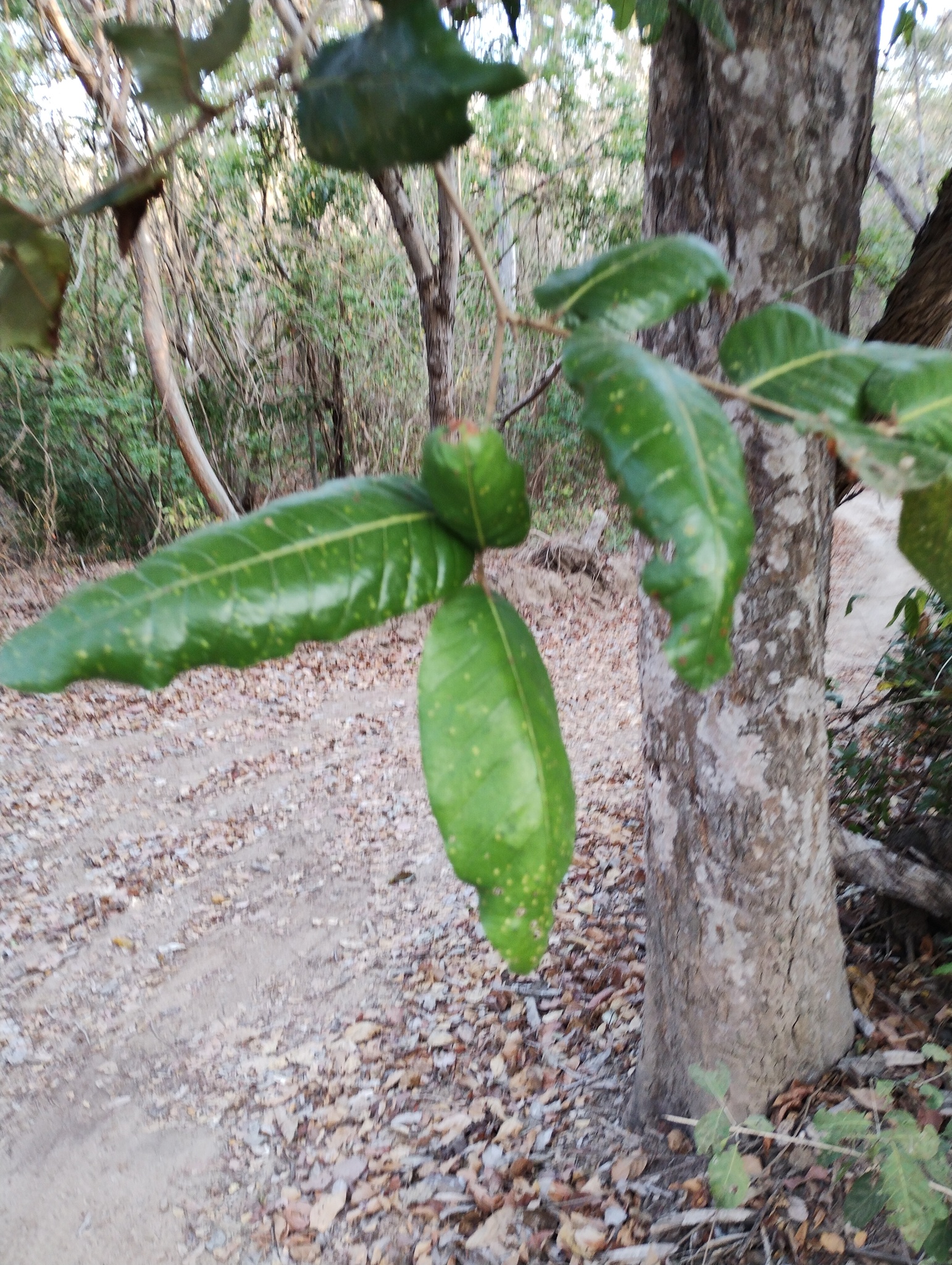 Imagem de Microdesmia arborea