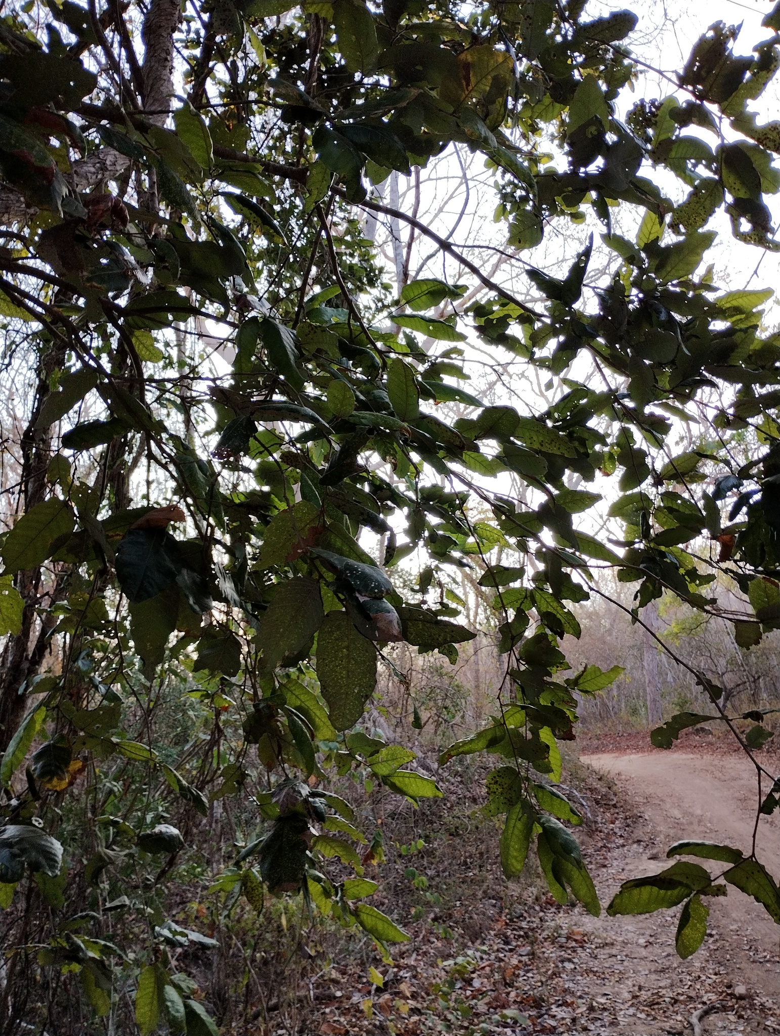 Imagem de Microdesmia arborea